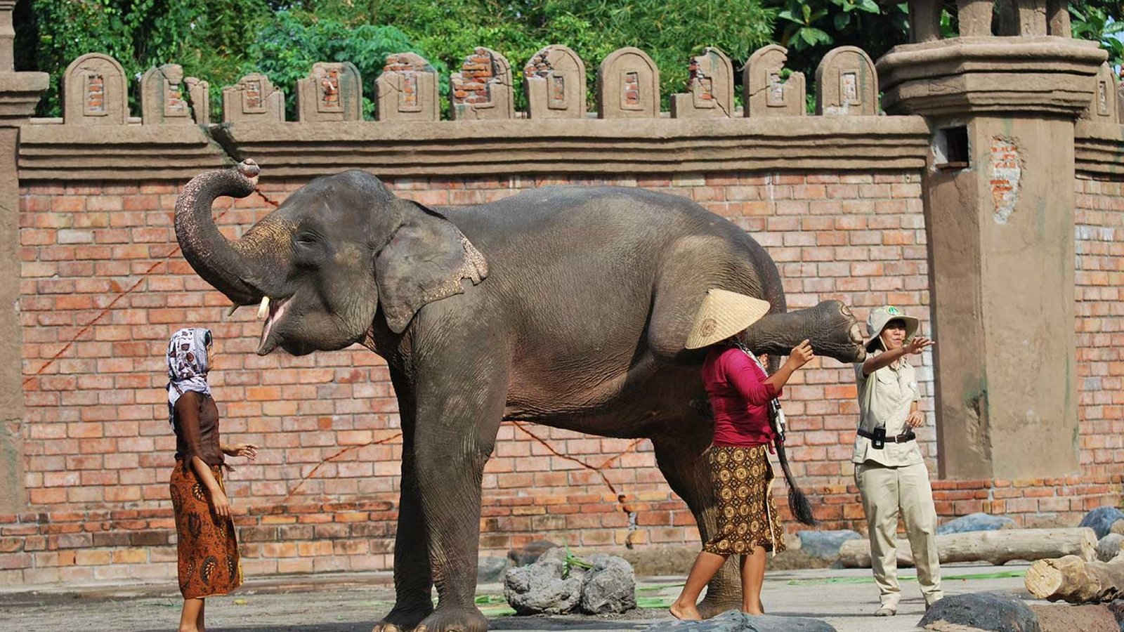 Animal Show