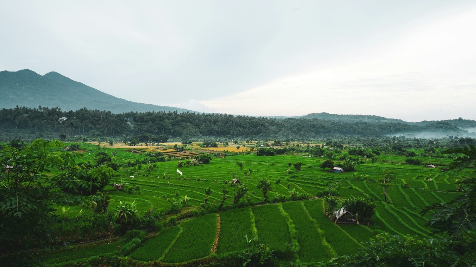 Jatiluwih Rice Terrace