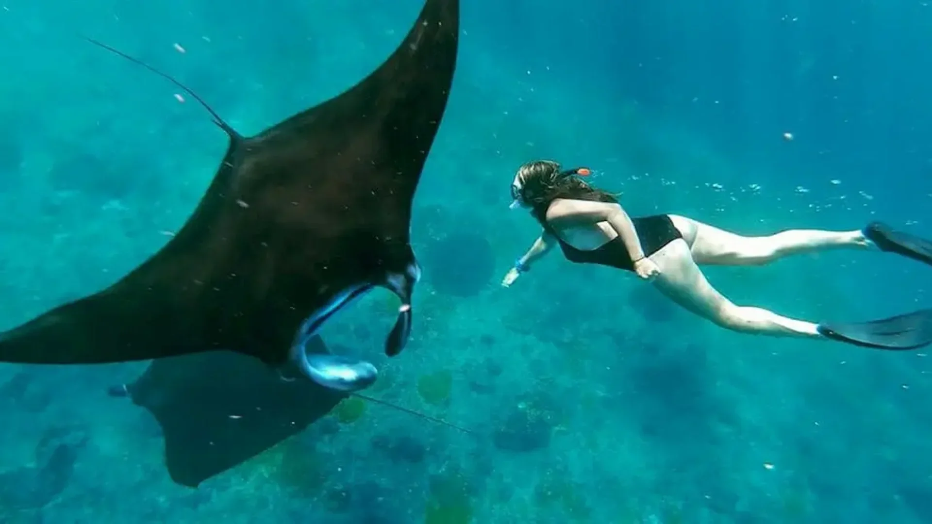 Snorkeling-With-Manta-qvkkg7coormqfrdrdu3p51t0da8oc2tn2ixud03msw