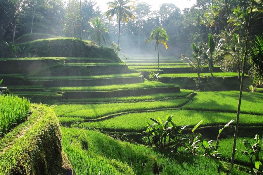 Tegalalang Rice Terrace