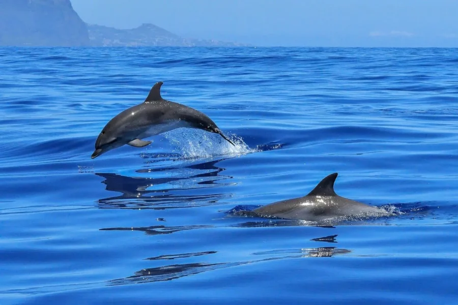 dolphin-natural-habitat-ocean