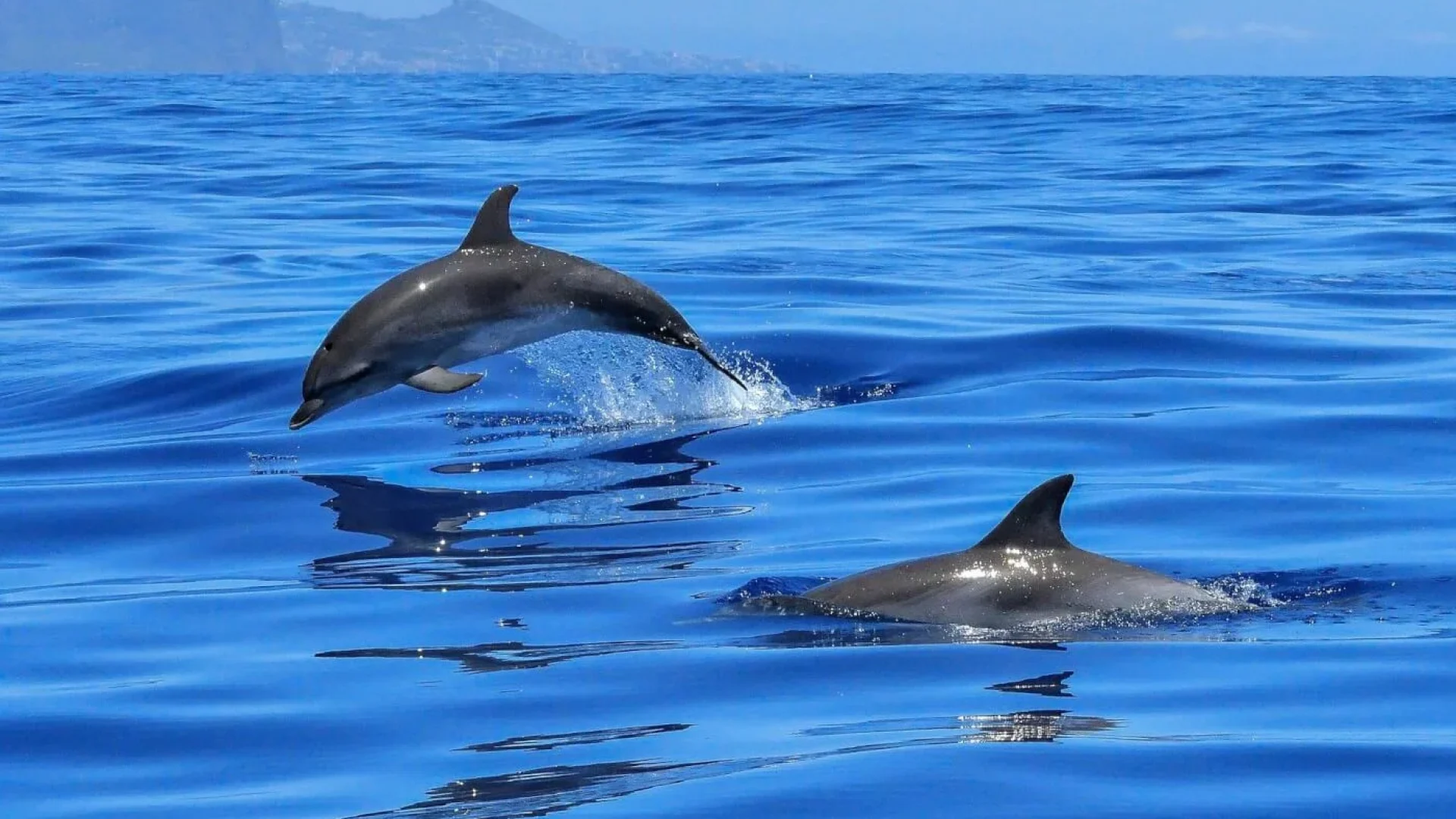 dolphin-natural-habitat-ocean