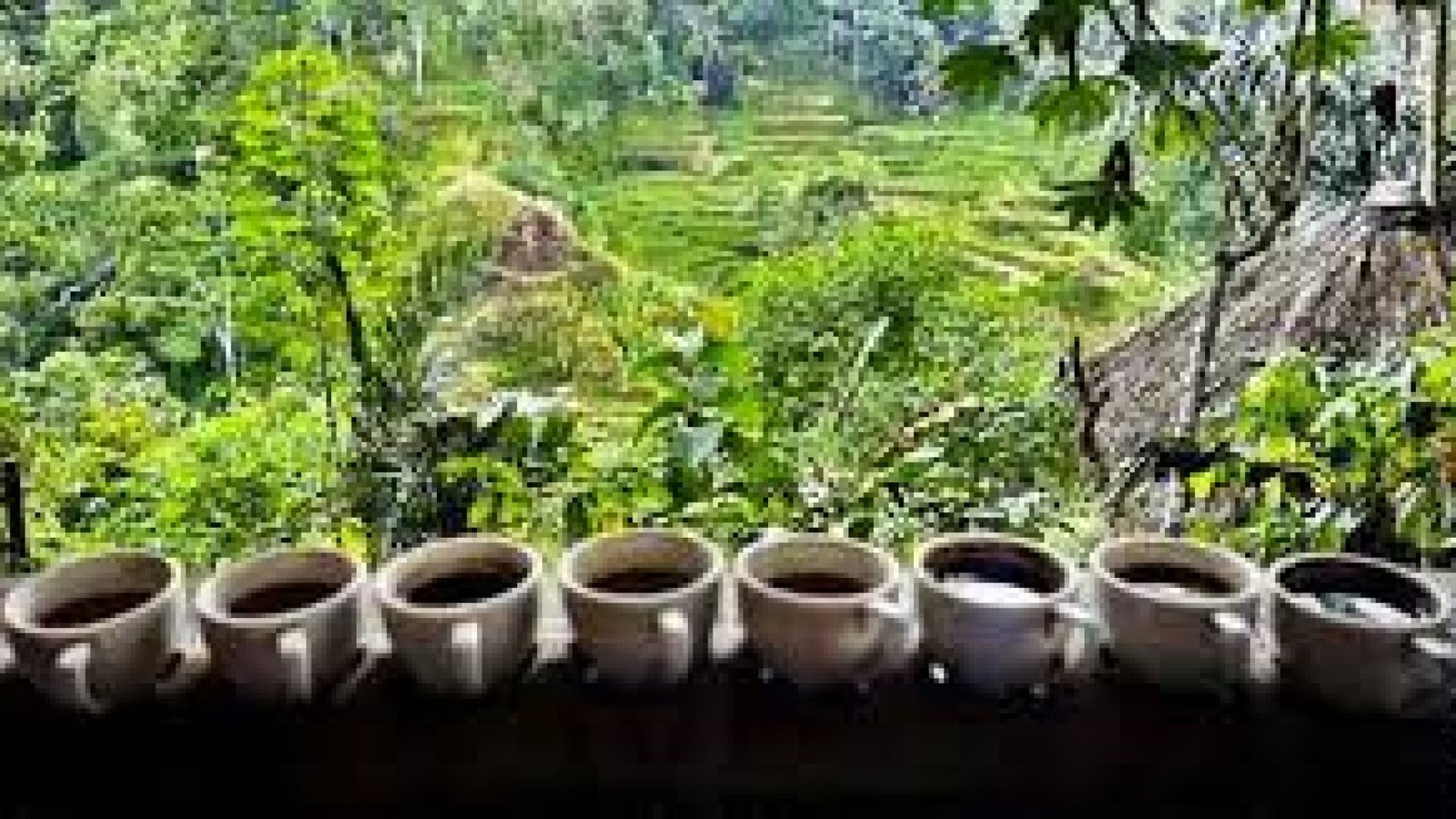 coffee plantation