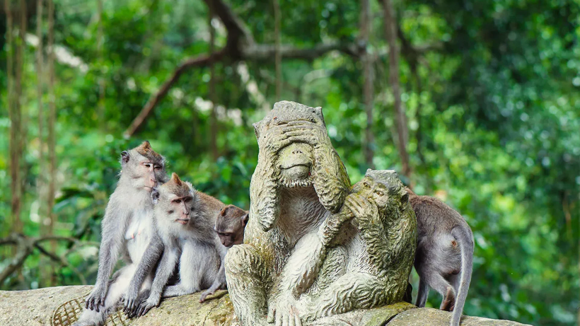 monkey forest