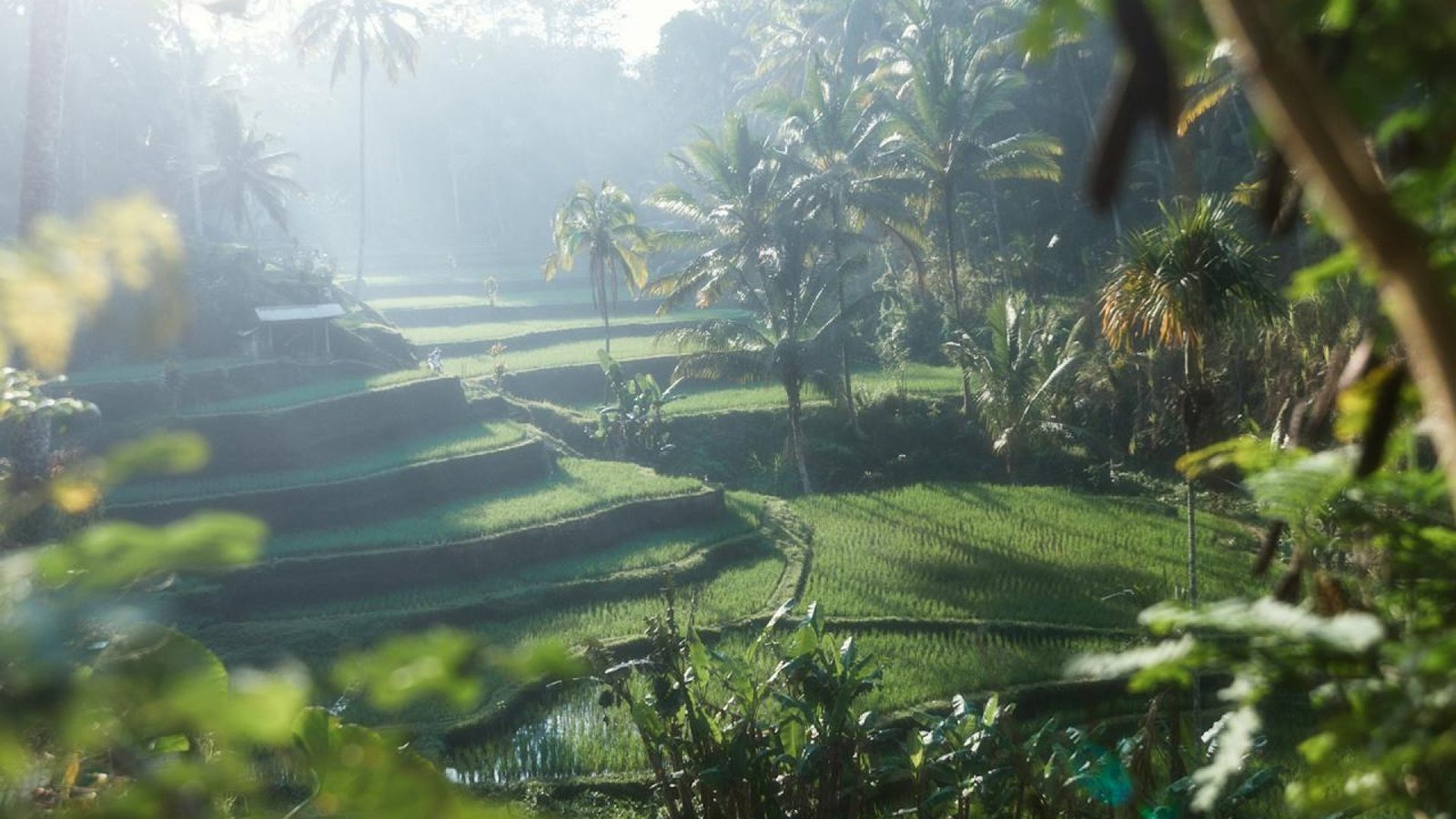 tegalalang rice terrace