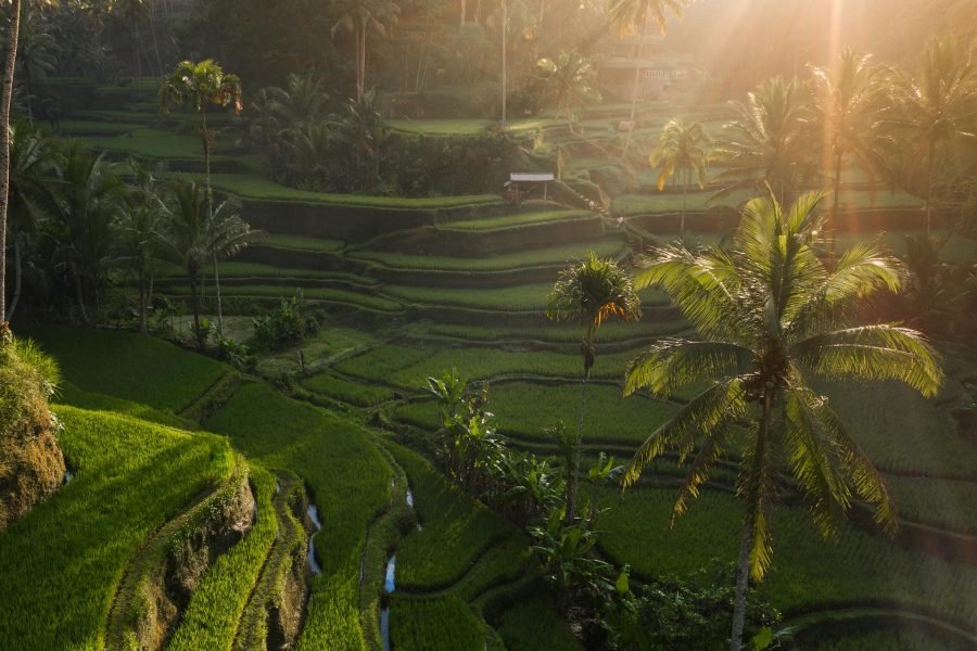 tegalalang rice terrace